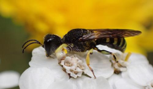 Réf. 319 271 : Lestica clypeata